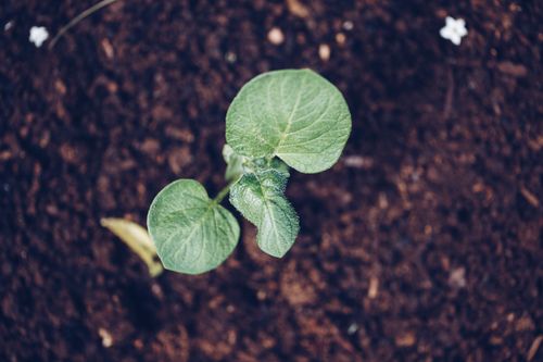 Free stock photo of earth, natura, roslina Stock Photo