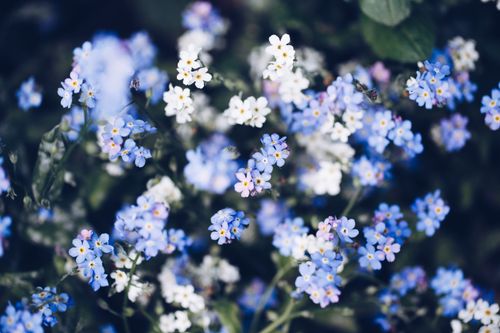 Free Vibrant close-up of blue and white flowers showcasing natural beauty and freshness. Stock Photo
