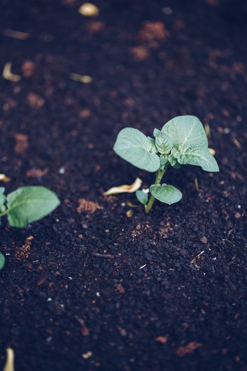 Free stock photo of earth, natura, roslina Stock Photo