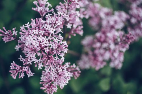 Free Close-up shot of delicate purple lilac flowers in full bloom during springtime. Stock Photo