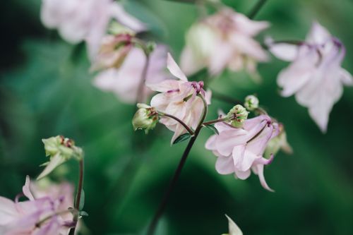 Free stock photo of flowers, garden, kwiaty Stock Photo