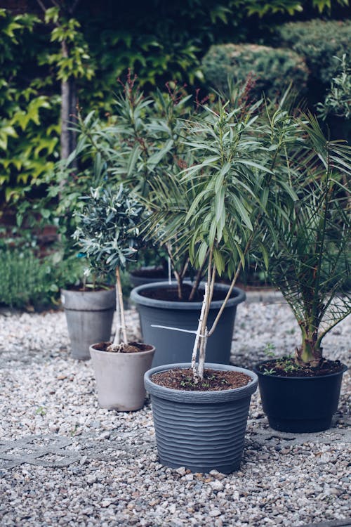 Plants in Pots