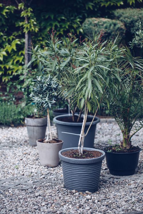 Free Close-up of assorted potted plants in an outdoor garden with gravel path. Stock Photo