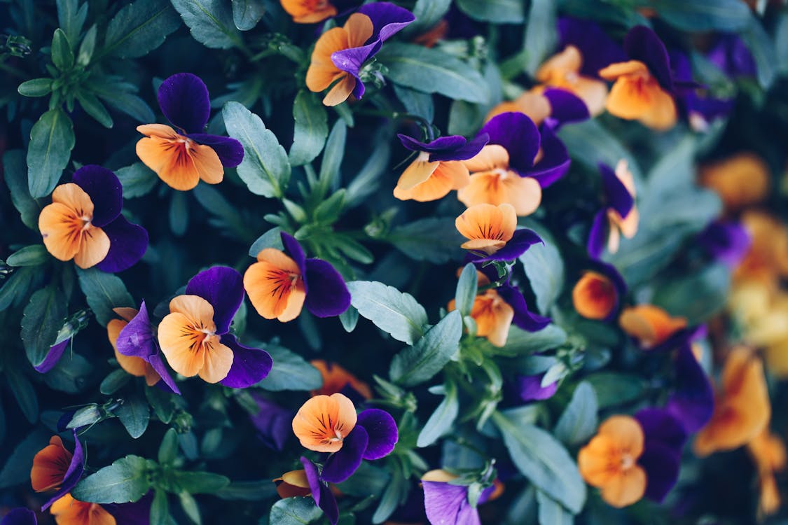 Flores Moradas Y Amarillas En Lente De Cambio De Inclinación · Foto de  stock gratuita