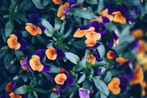 Close up of Vibrant Flowers