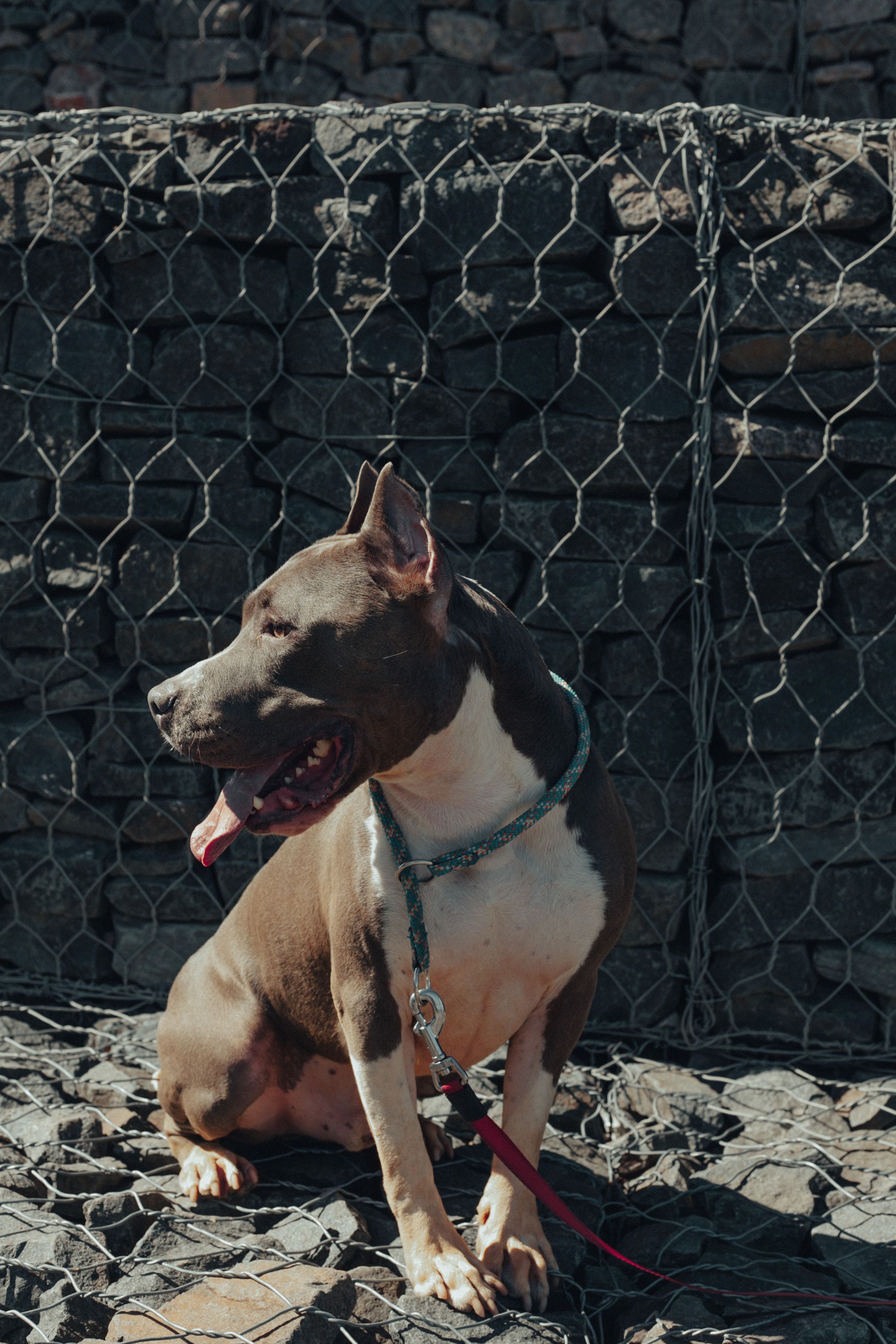 Adorable pedigreed Staffordshire terrier sitting near metal mesh in sunny day and looking away