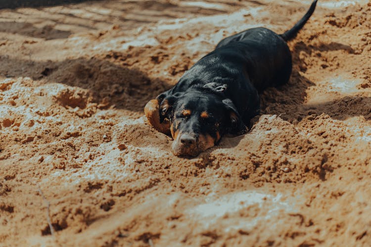 Purebred Dog Lying On Sandy Ground