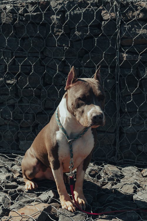 Gratis lagerfoto af amerikansk staffordshire terrier, bagbelyst, barriere Lagerfoto