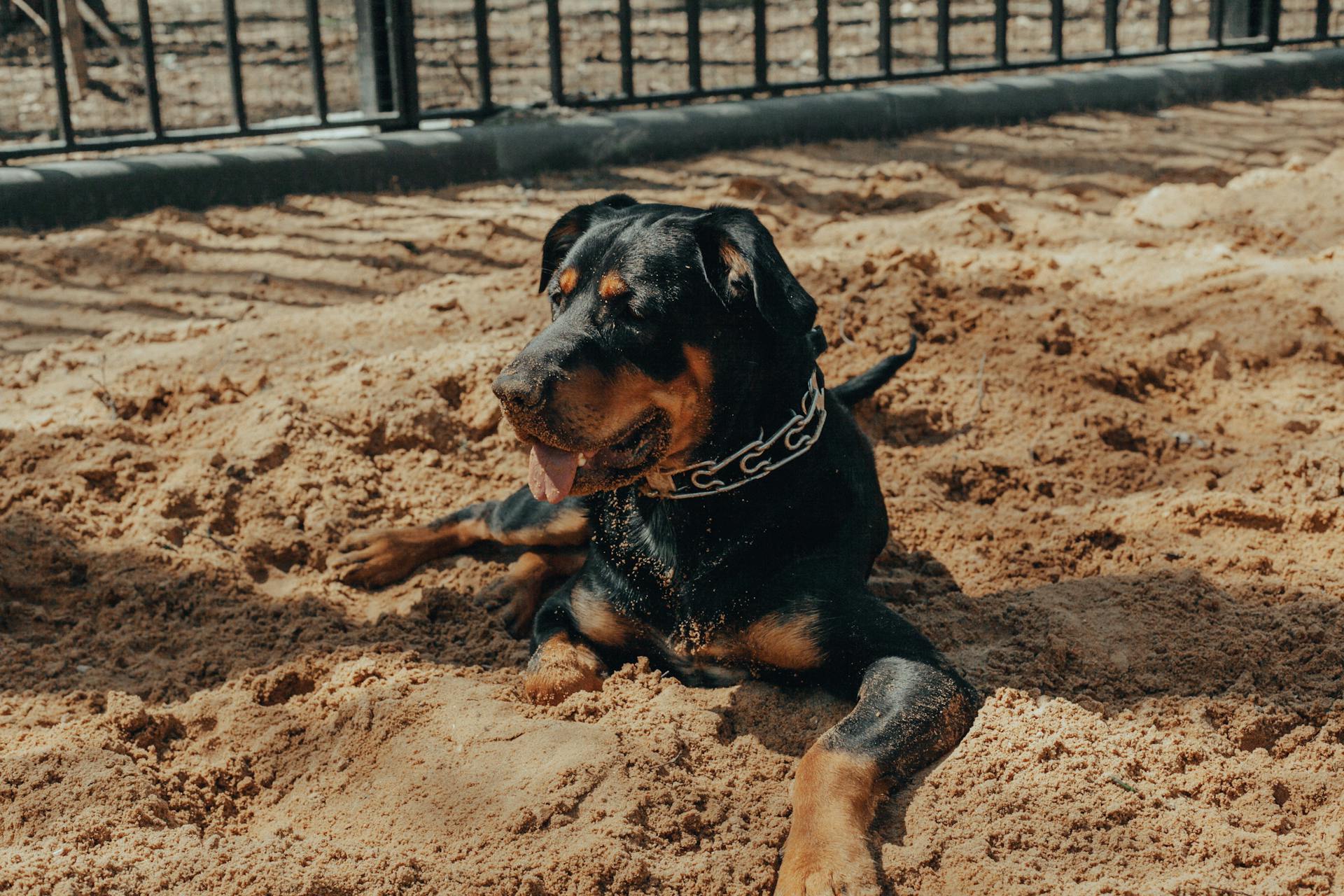 Pedigree Rottweiler dog with tongue out lying on sandy ground near black fence in sunny day and looking away