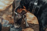 Purebred dogs on sandy ground in sunny day