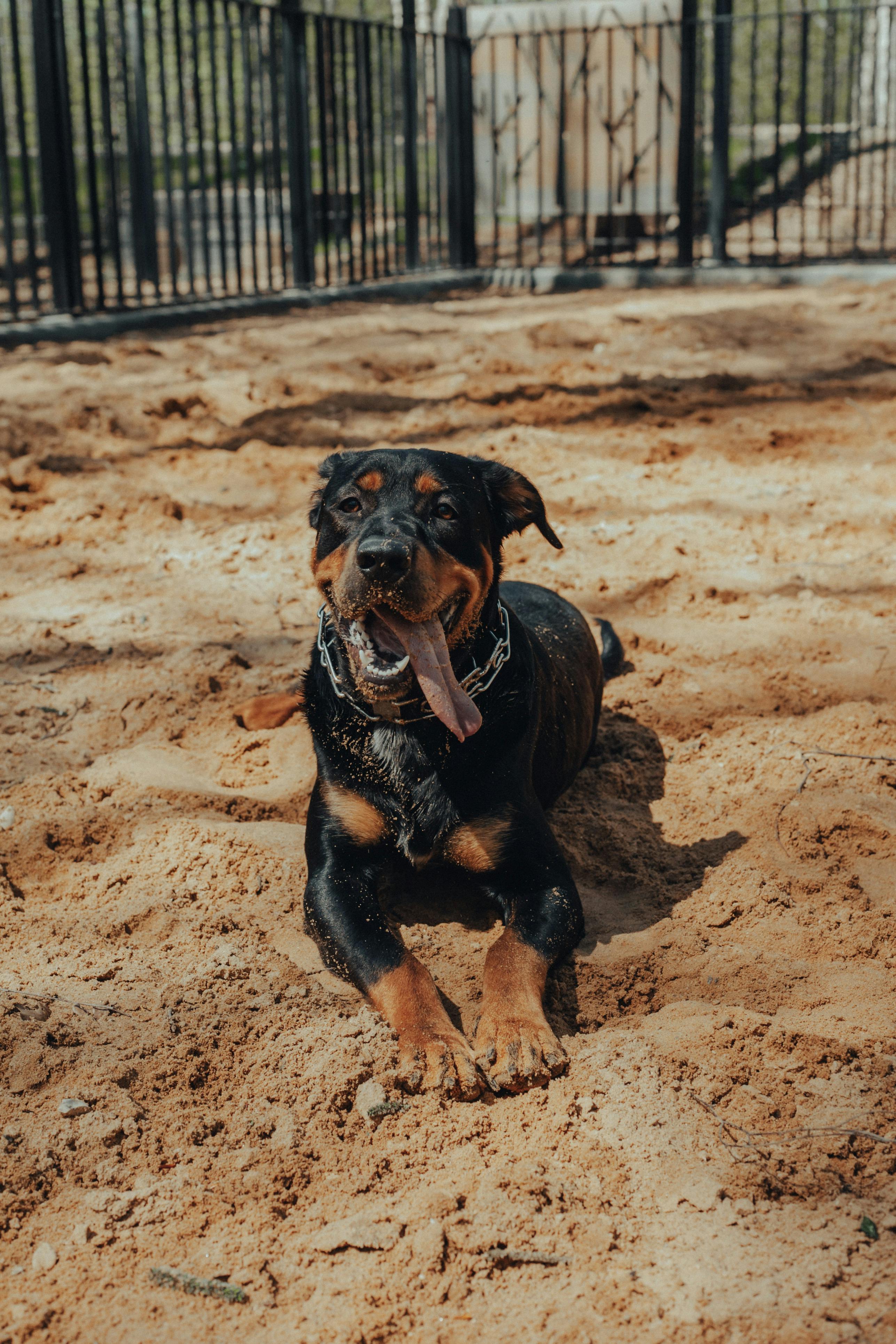 Rottweiler (Puppy, Grass, Walk）HD Dog Wallpaper