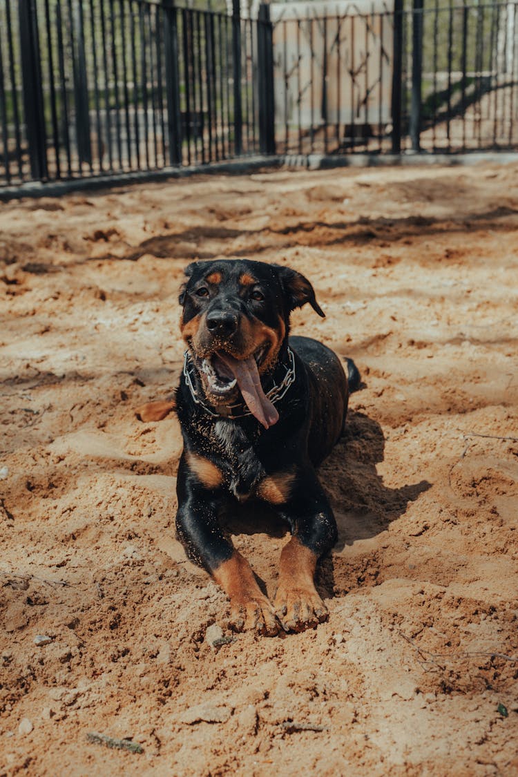 Rottweiler Dog Resting On Sandy Ground