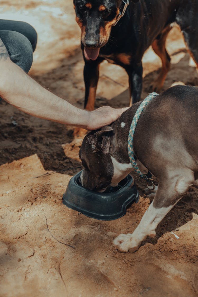 Unrecognizable Man Feeding Dogs In Hot Weather