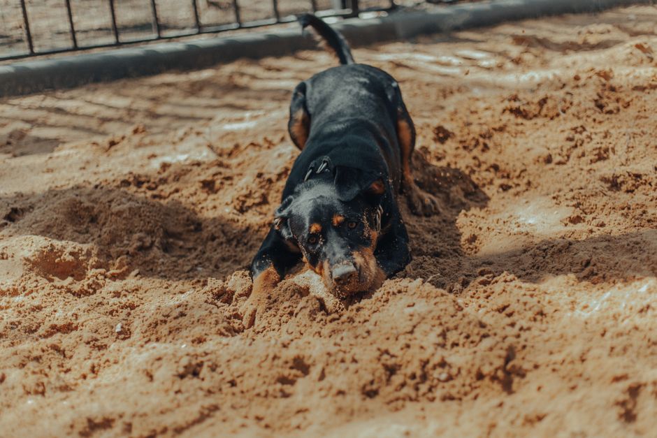Adorable purebred Rottweiler dog lying in sunlight on sandy ground near black fence