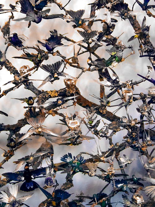 Darmowe zdjęcie z galerii z burza, kanarek, latający ptak