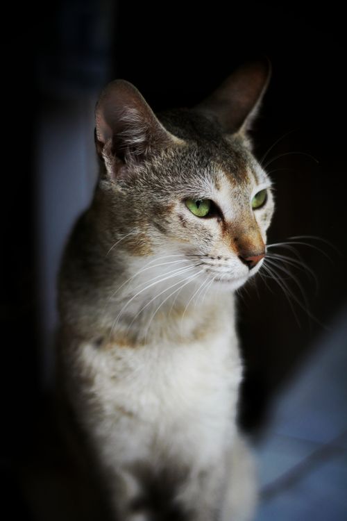 Free A focused close-up of a domestic cat with a dark background, emphasizing its green eyes. Stock Photo