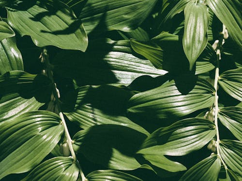 Free Picture of Green Leaves Stock Photo