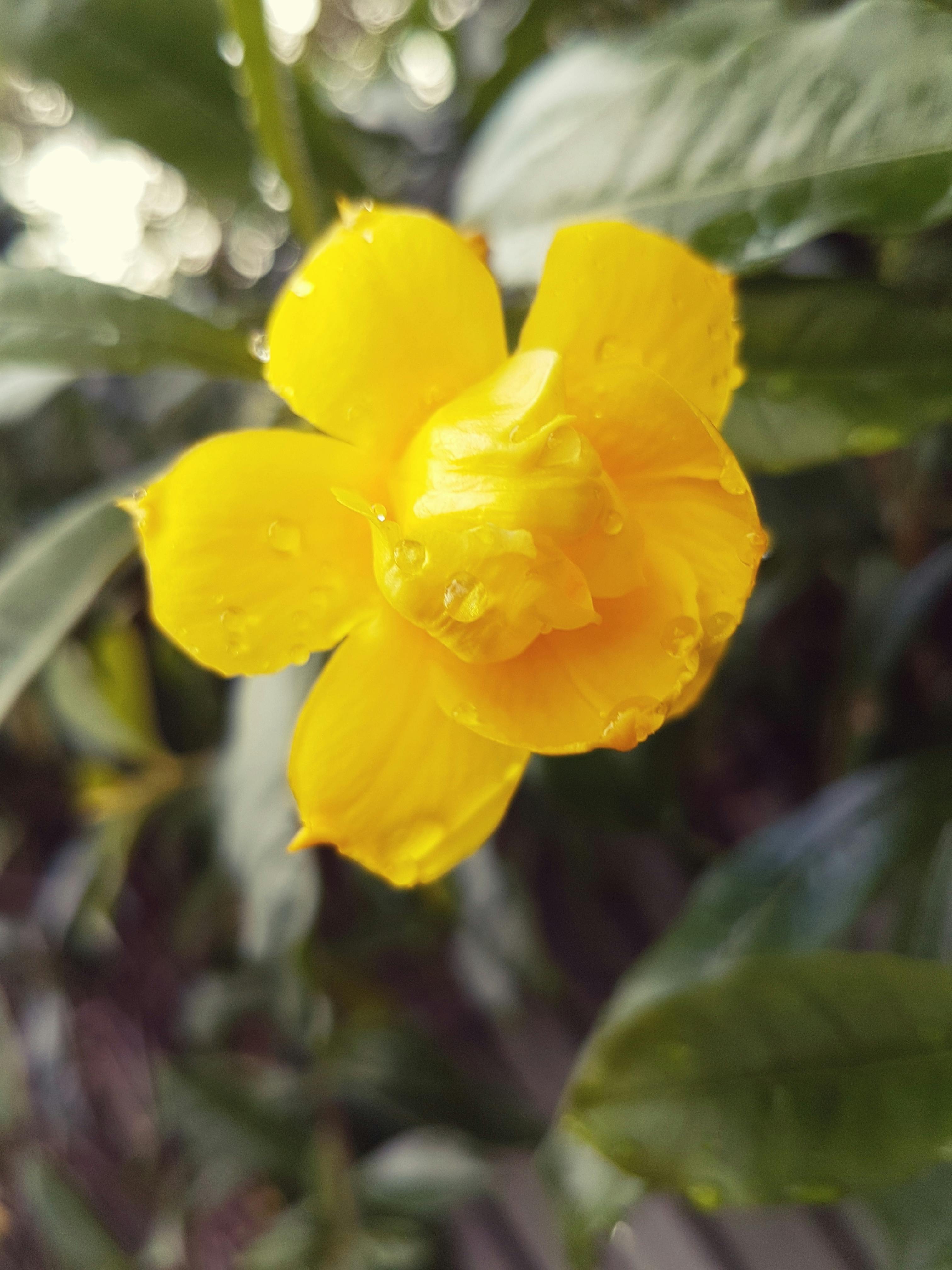 Free stock photo of australia, beautiful, beautiful flowers
