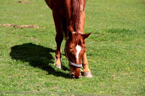 Gratis stockfoto met akkerland, bruin, grasland