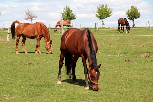 Gratis stockfoto met akkerland, bruin, grasland