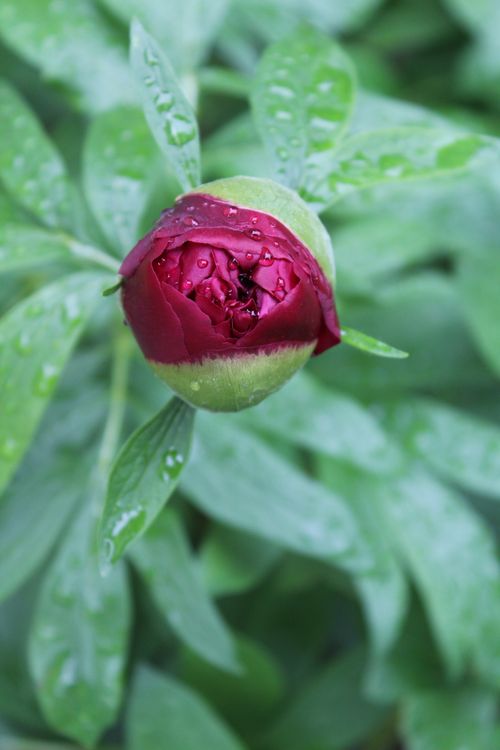 Free stock photo of red rose Stock Photo
