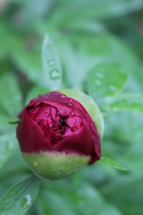 Free stock photo of red rose Stock Photo