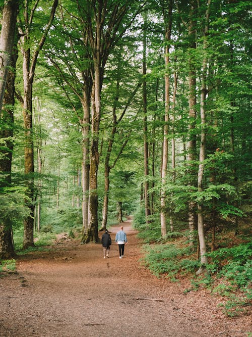 Woman in White Shirt and Black Pants Walking on Pathway in Between Trees