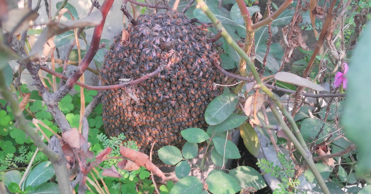 Free stock photo of flower garden, honey bees, honeycomb