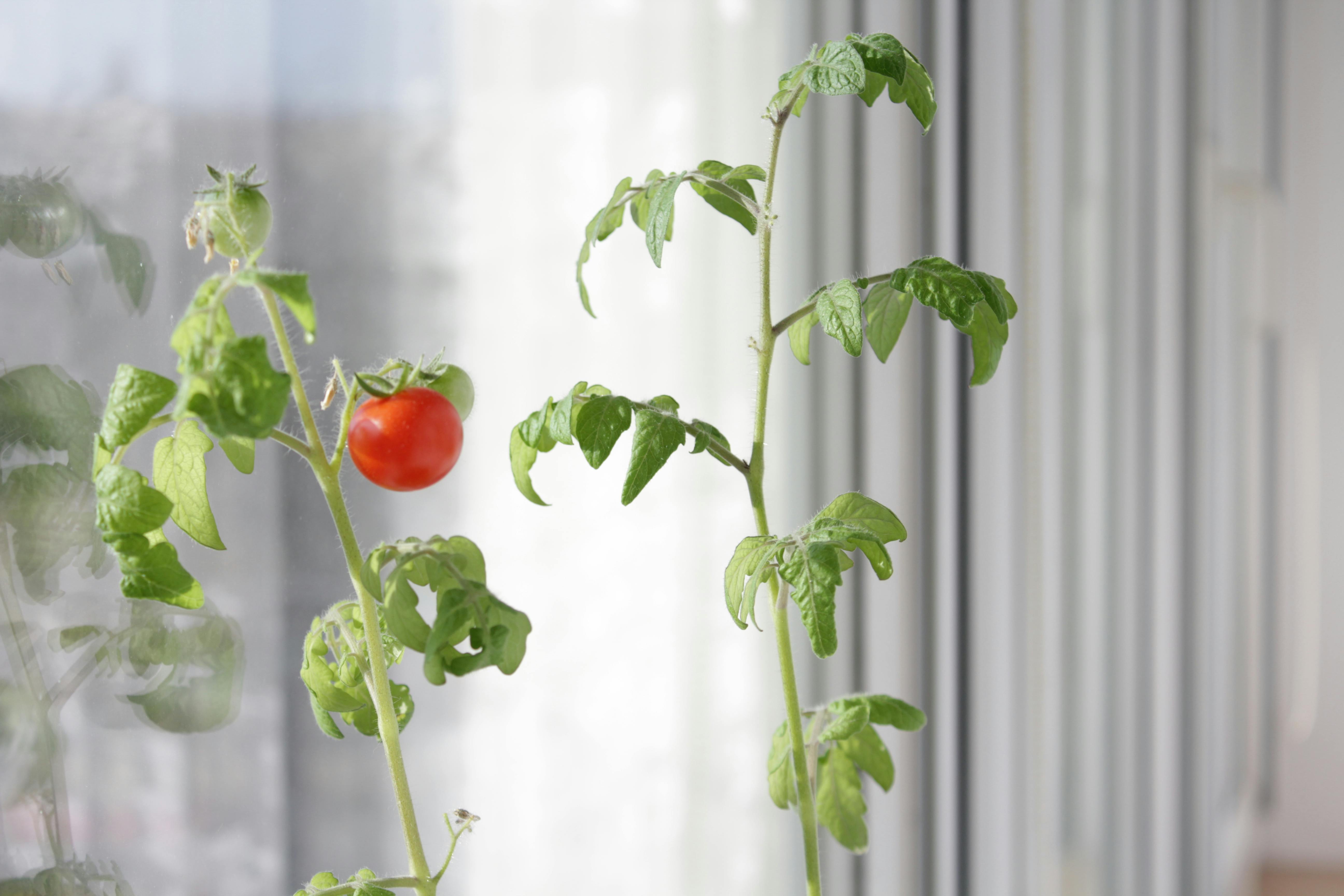 Free stock photo of tomato