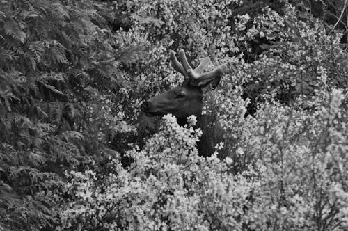 Fotobanka s bezplatnými fotkami na tému dedinský, divočina, fotografie zvierat žijúcich vo voľnej prírode