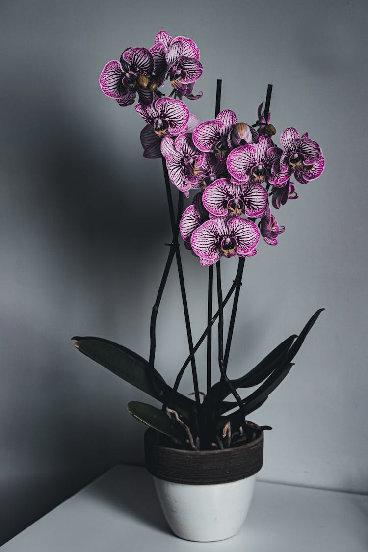 Graceful Potted Doritaenopsis Orchids Placed On Table