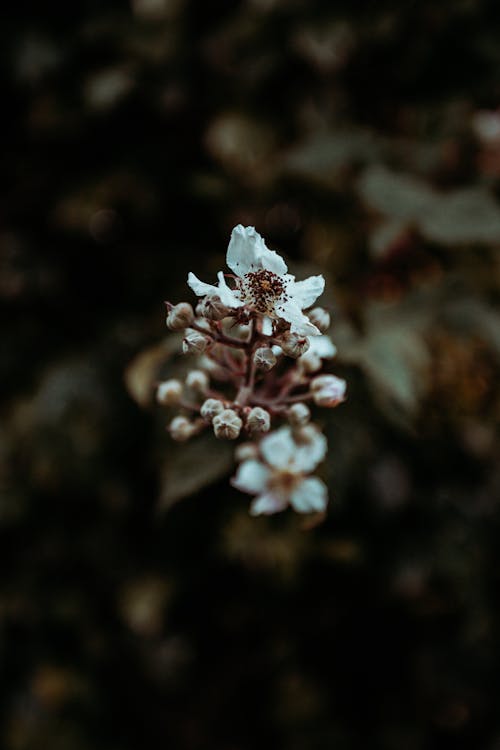 Closeup of thin branch of blossoming Himalayan blackberry perennial plant with delicate white flowers