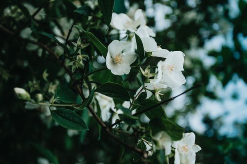 Free Low angle of tender white flowers and green leaves of blossoming sweet mock orange ornamental plant growing in garden Stock Photo