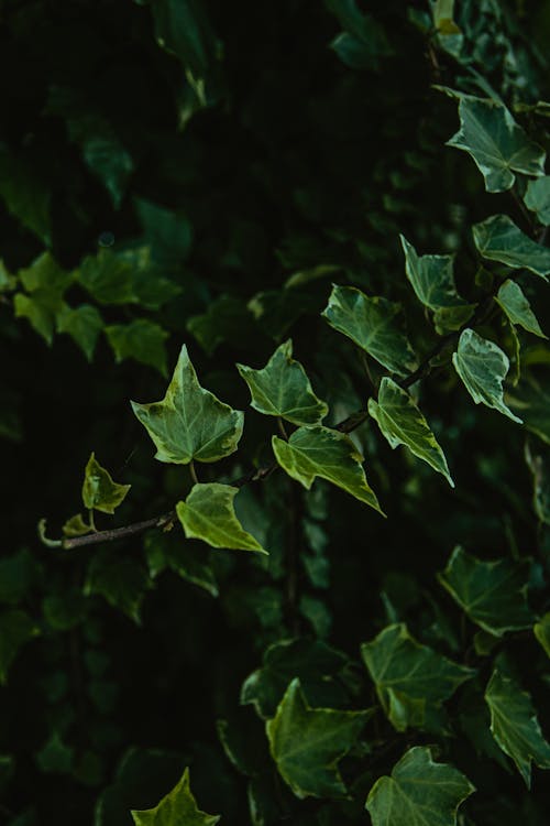 Free From above of lush leaves of common ivy evergreen flowering plant growing on ground in park Stock Photo