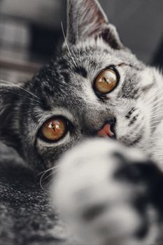 特写镜头中，猫的琥珀色眼睛和伸出的胡须令人惊叹