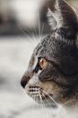 特写镜头细致地捕捉了虎斑猫的轮廓，突出了它那双富有表现力的眼睛和胡须