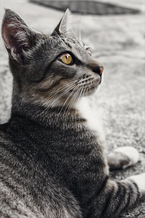 Gray Cat in Close Up Shot