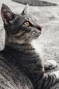 一只灰虎斑猫躺在户外，醒目的黄色眼睛被自然光捕捉