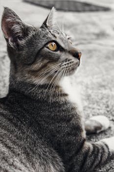 一只灰虎斑猫躺在户外，醒目的黄色眼睛被自然光捕捉