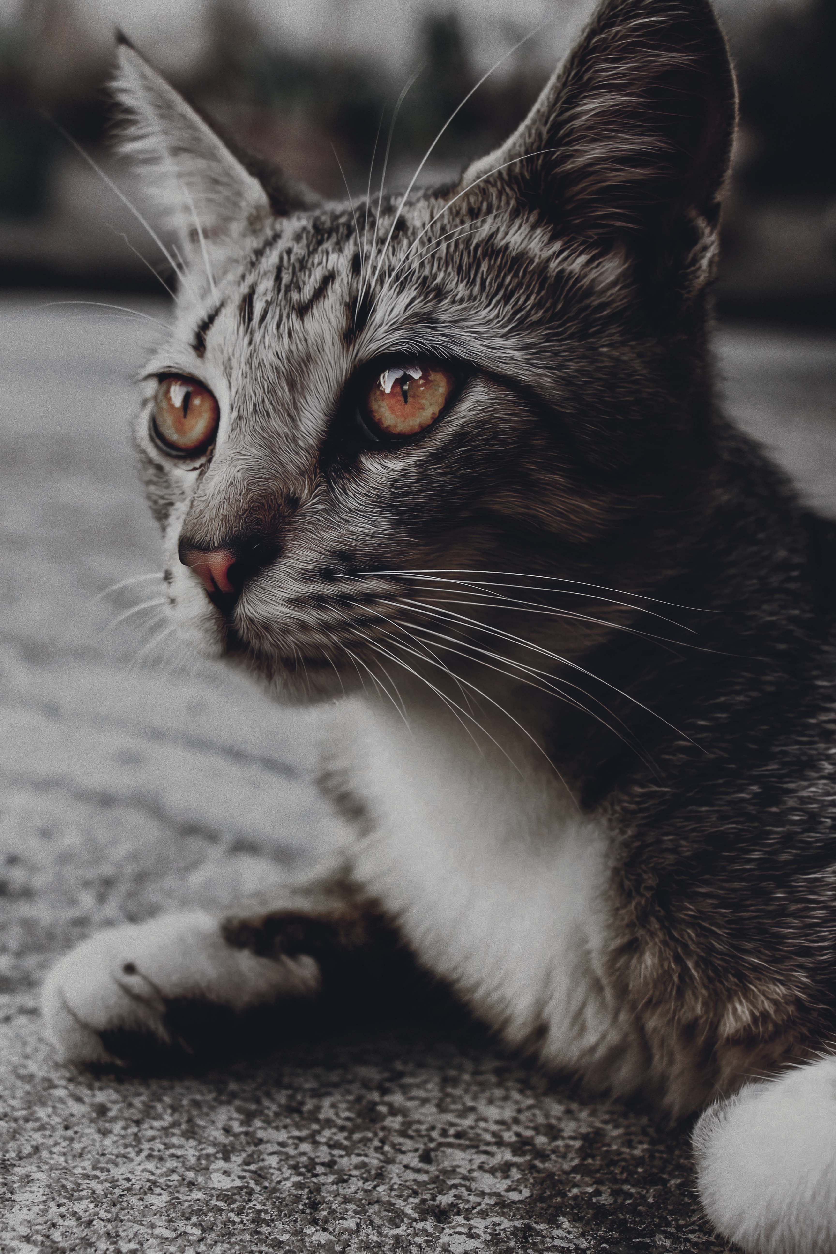 一只虎斑猫在户外放松时的亲密特写肖像，眼睛十分醒目