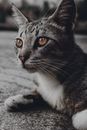 一只虎斑猫在户外放松时的亲密特写肖像，眼睛十分醒目