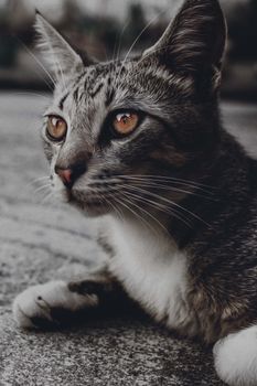 一只虎斑猫在户外放松时的亲密特写肖像，眼睛十分醒目