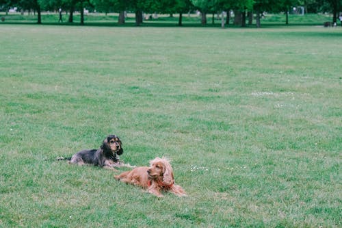 Adult dogs with long soft fur resting on grass in park next to greenery in daylight
