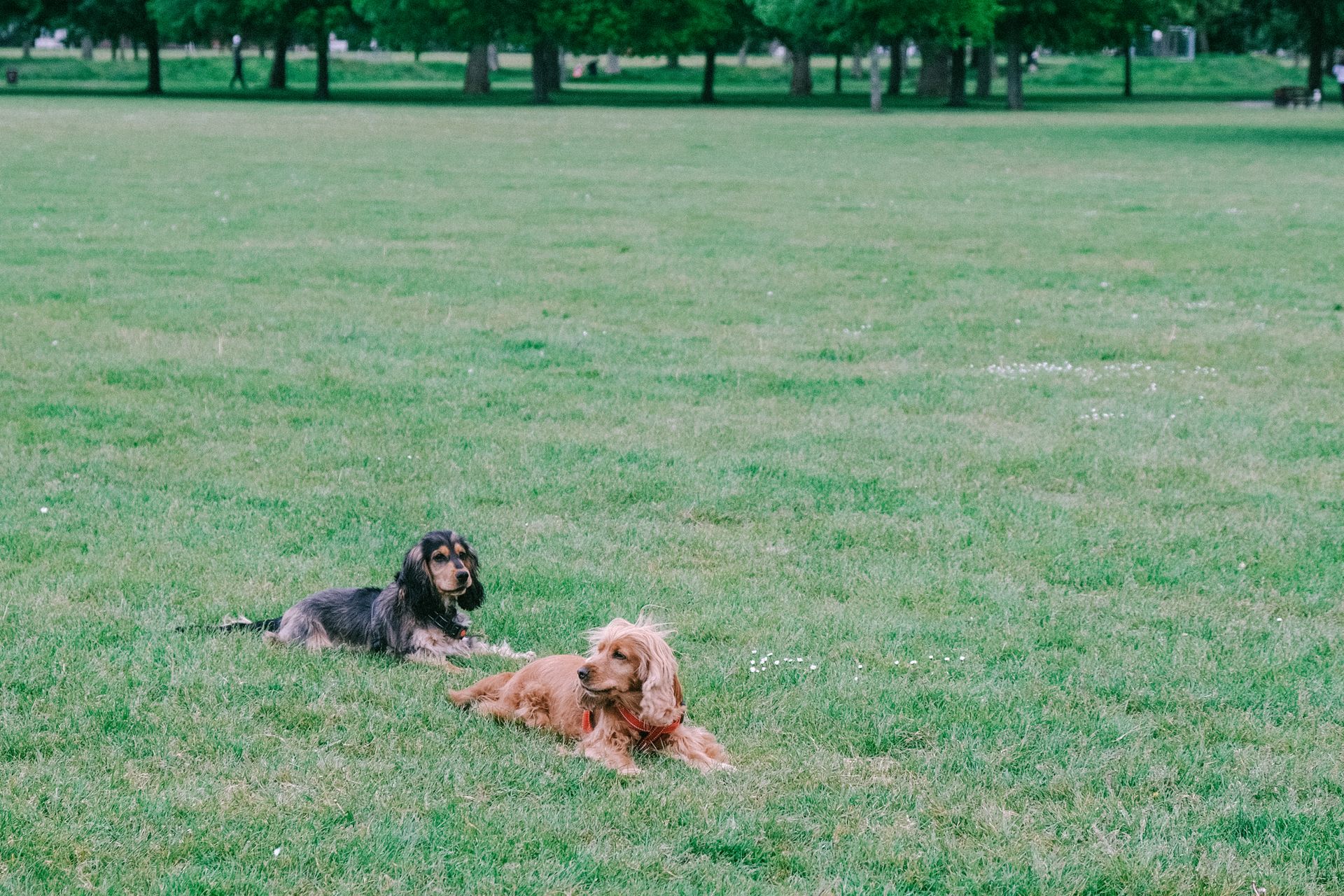 Adult dogs with long soft fur resting on grass in park next to greenery in daylight