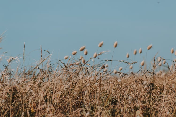 Dry Lagurus Ovatus Under Blue Sky