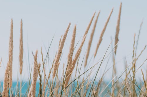 Long beige fluffy dry grass ears on thin stems on coast of blue calm ocean in daylight on blurred background