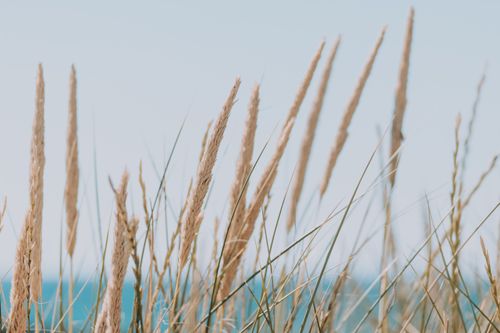 Free Long beige fluffy dry grass ears on thin stems on coast of blue calm ocean in daylight on blurred background Stock Photo