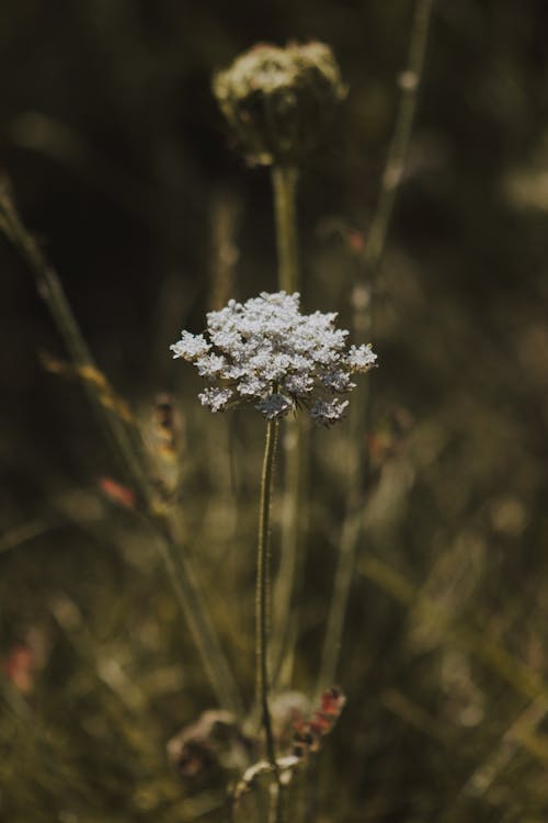 Free Flower of Carum carvi in park Stock Photo