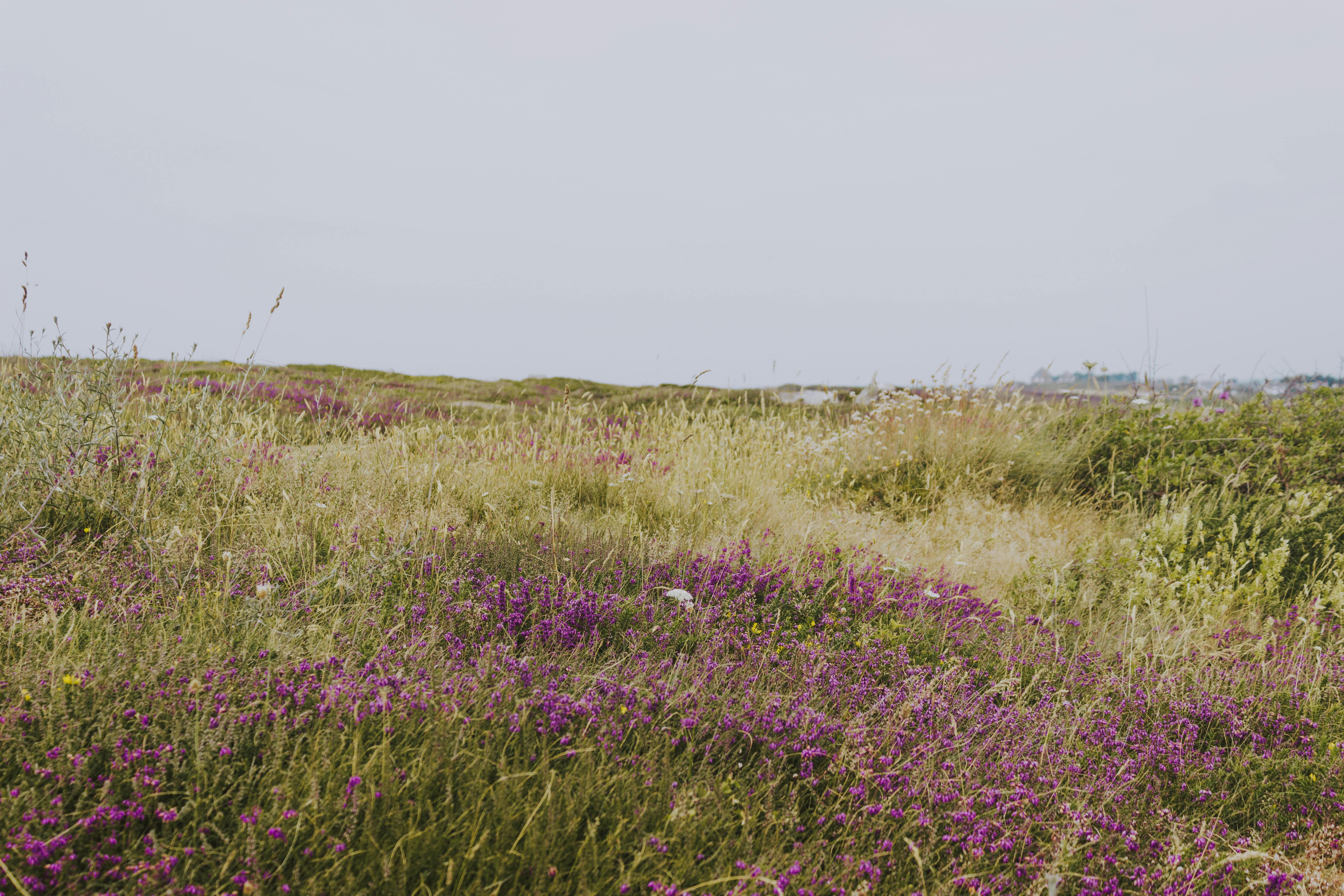 small violet flowers in meadow