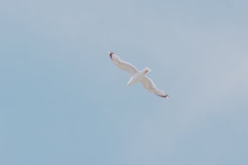 Free White seagull floating in sky Stock Photo